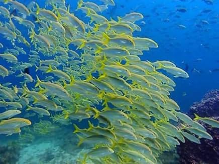 The Blue Planet
